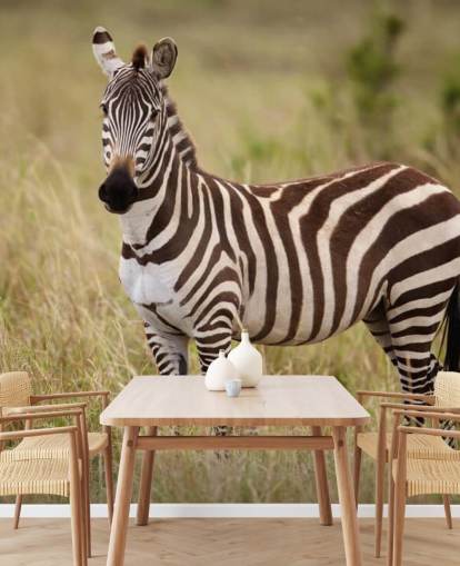 mural de papel de parede zebra personalizável chamado Zebra in Long Grass mural de papel de parede zebra personalizável chamado Zebra in Long Grass