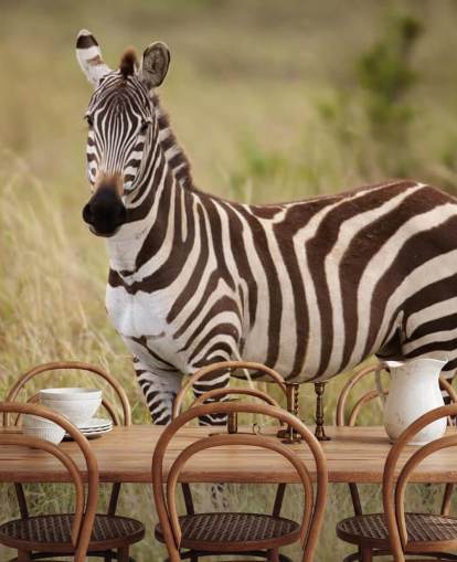 customisable zebra wallpaper mural called Zebra in Long Grass