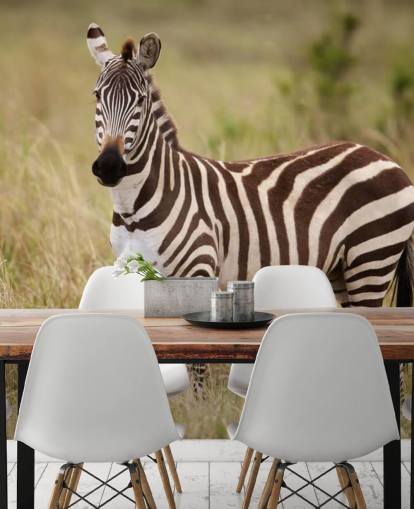 customizable zebra wallpaper mural called Zebra in Long Grass