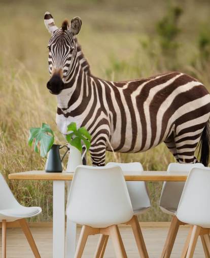 aanpasbare zebra behangmuurschildering genaamd Zebra in Long Grass aanpasbare zebra behangmuurschildering genaamd Zebra in Long Grass