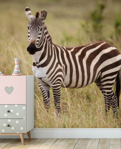 customisable zebra wallpaper mural called Zebra in Long Grass customisable zebra wallpaper mural called Zebra in Long Grass