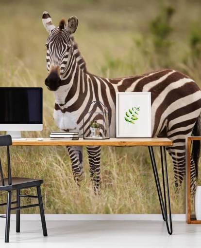 customizable zebra wallpaper mural called Zebra in Long Grass