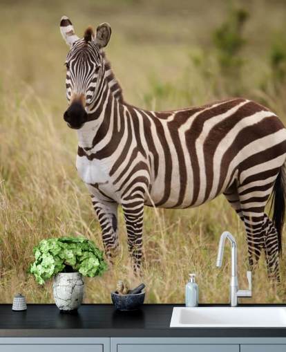 mural de papel pintado de cebra personalizable llamado Zebra in Long Grass