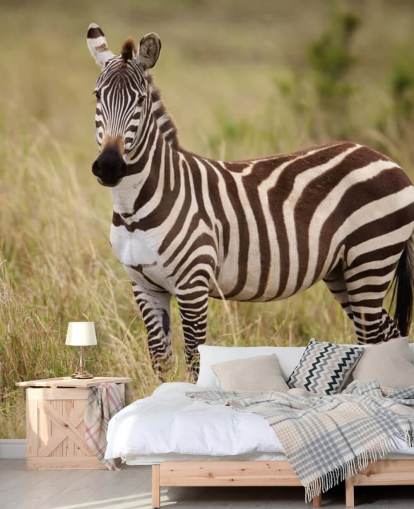 customisable zebra wallpaper mural called Zebra in Long Grass
