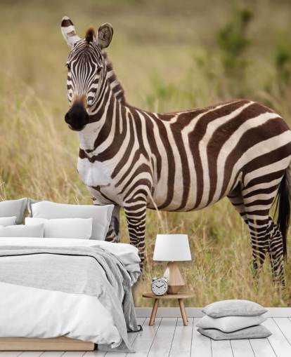 customizable zebra wallpaper mural called Zebra in Long Grass