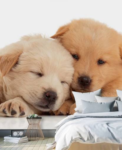 Cute Labrador Puppies Wall Mural