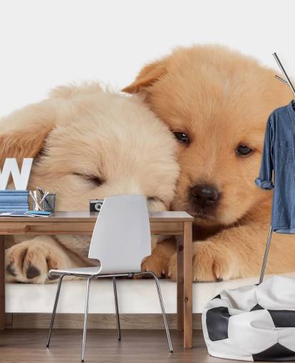 Cute Labrador Puppies Wall Mural