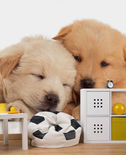 Decorazione murale con simpatici cuccioli di labrador