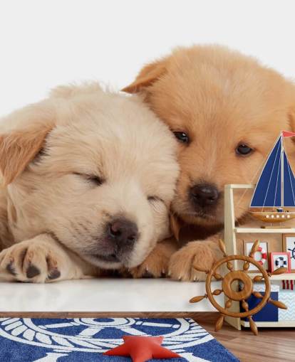 Süße Labrador-Welpen Fototapete Süße Labrador-Welpen Fototapete