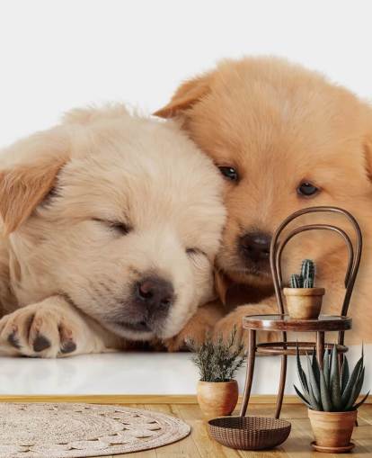 Schattige Labrador Puppies Muurschildering