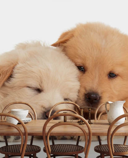 Söpö Labradorinnoutaja Pennut Seinämaalaus Söpö Labradorinnoutaja Pennut Seinämaalaus