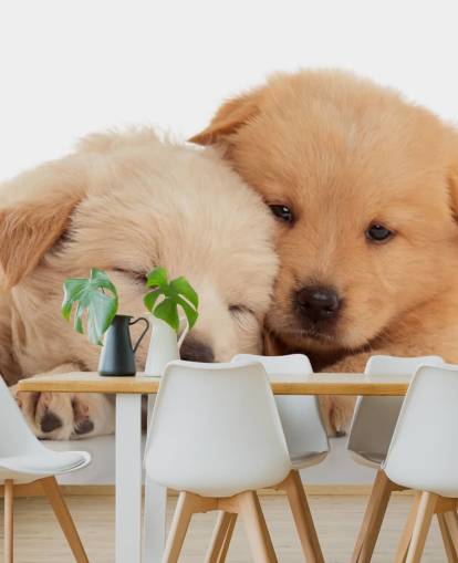 Cute Labrador Puppies Wall Mural