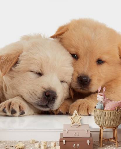 Schattige Labrador Puppies Muurschildering