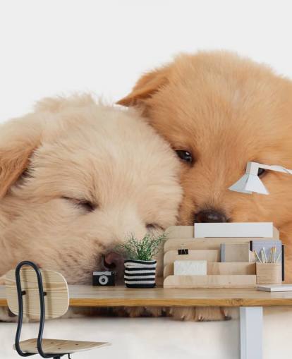 Cute Labrador Puppies Wall Mural