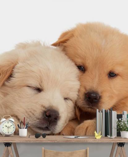 Cute Labrador Puppies Wall Mural Cute Labrador Puppies Wall Mural