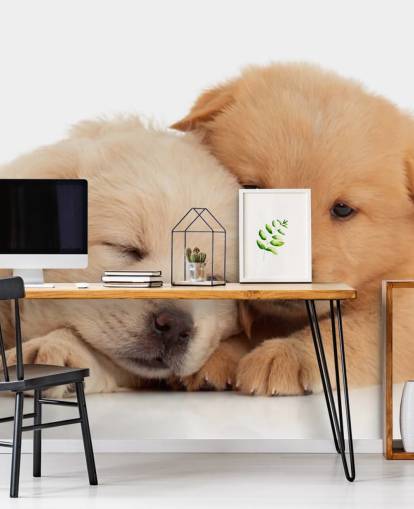 Schattige Labrador Puppies Muurschildering Schattige Labrador Puppies Muurschildering