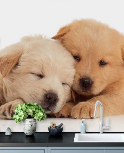 Cute Labrador Puppies Wall Mural