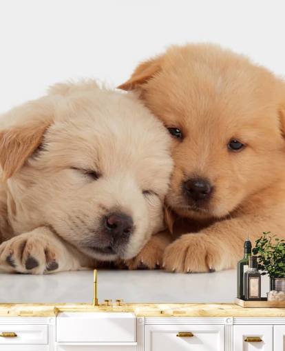 Cute Labrador Puppies Wall Mural