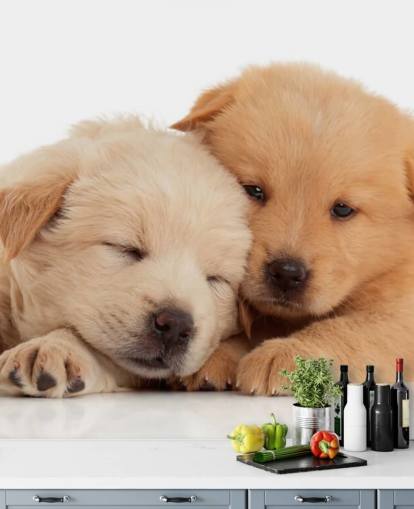 Cute Labrador Puppies Wall Mural