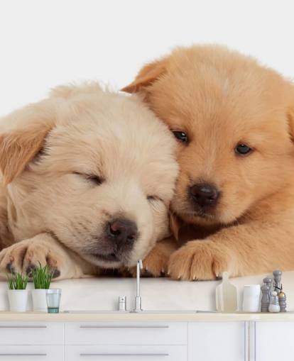 Cute Labrador Puppies Wall Mural