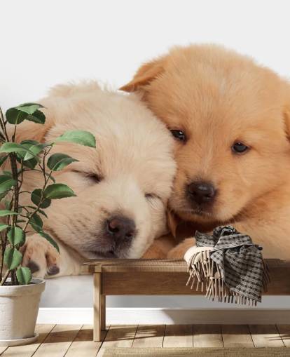 Cute Labrador Puppies Wall Mural