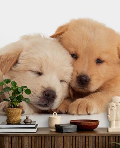 Cute Labrador Puppies Wall Mural