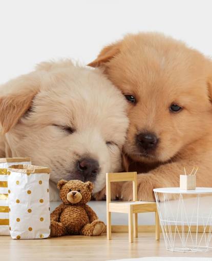 Cute Labrador Puppies Wall Mural