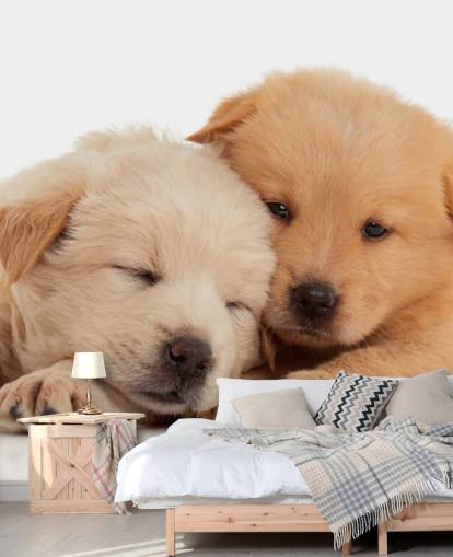 Cute Labrador Puppies Wall Mural