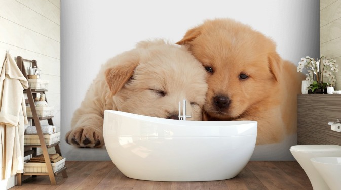 Schattige Labrador Puppies Muurschildering