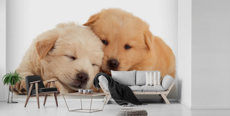 Animal Wallpaper & Wall Murals | Wallsauce US