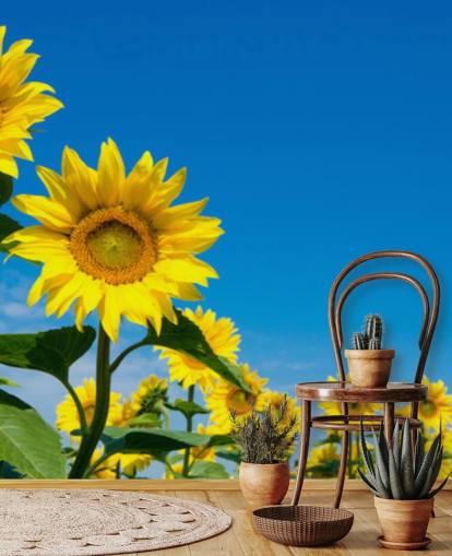 solros tapetväggmålning kallad Blue Sky Solrosor för sovrum, kontor och kök solros tapetväggmålning kallad Blue Sky Solrosor för sovrum, kontor och kök