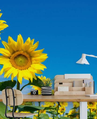 carta da parati murale con girasole chiamata Blue Sky Sunflowers per camere da letto, uffici e cucine carta da parati murale con girasole chiamata Blue Sky Sunflowers per camere da letto, uffici e cucine