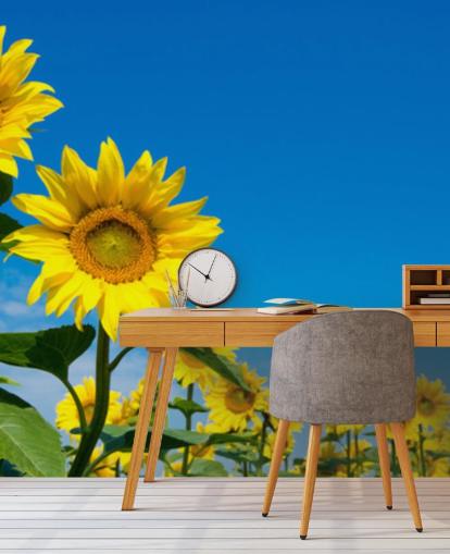 Sonnenblumentapete namens Blue Sky Sunflowers für Schlafzimmer, Büros und Küchen