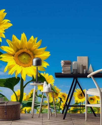papier peint mural de tournesol appelé Blue Sky Sunflowers pour les chambres, les bureaux et les cuisines papier peint mural de tournesol appelé Blue Sky Sunflowers pour les chambres, les bureaux et les cuisines