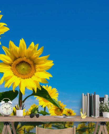 mural de papel pintado de girasoles llamado Blue Sky Sunflowers para dormitorios, oficinas y cocinas
