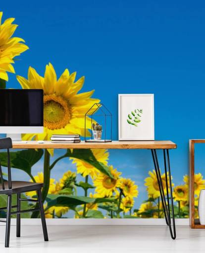 papier peint mural de tournesol appelé Blue Sky Sunflowers pour les chambres, les bureaux et les cuisines