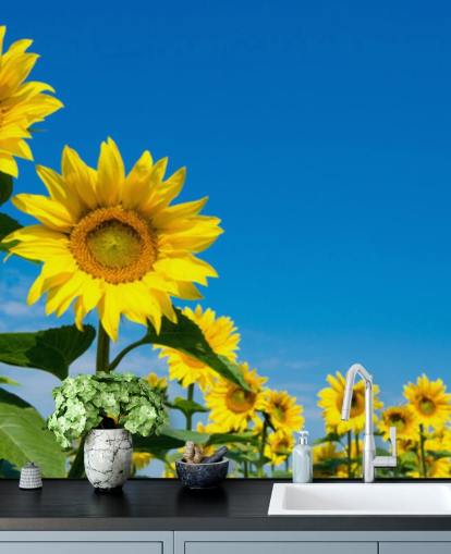 Sonnenblumentapete namens Blue Sky Sunflowers für Schlafzimmer, Büros und Küchen Sonnenblumentapete namens Blue Sky Sunflowers für Schlafzimmer, Büros und Küchen