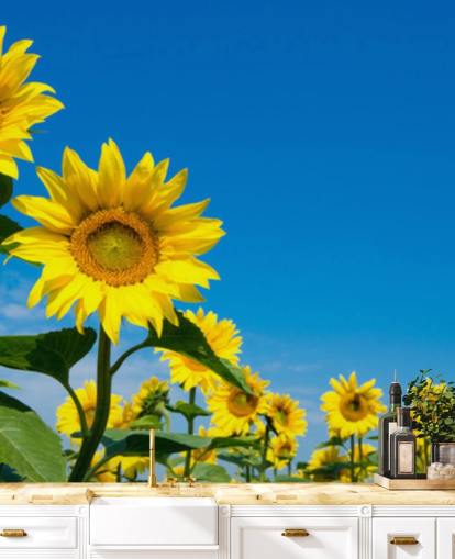 sunflower wallpaper mural called Blue Sky Sunflowers for bedrooms, offices and kitchens