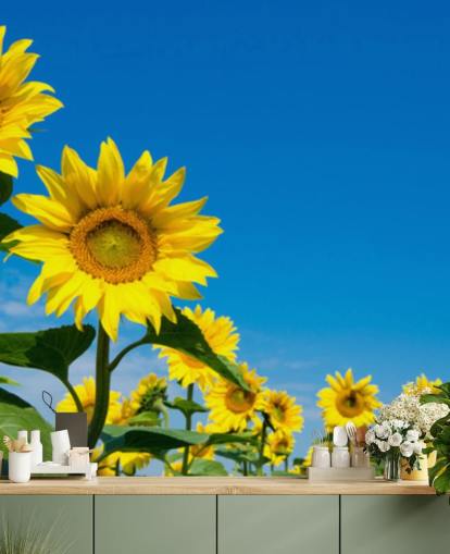 Sonnenblumentapete namens Blue Sky Sunflowers für Schlafzimmer, Büros und Küchen Sonnenblumentapete namens Blue Sky Sunflowers für Schlafzimmer, Büros und Küchen