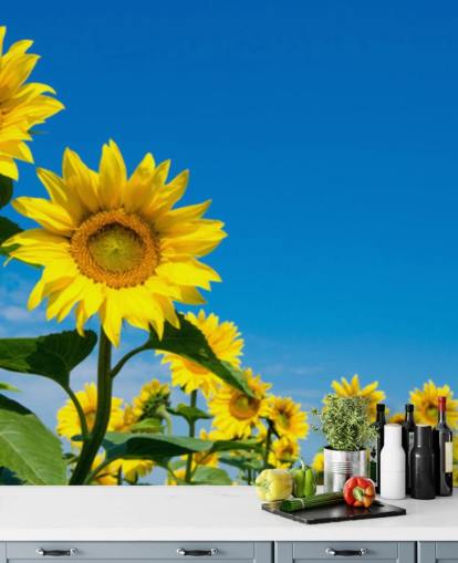 zonnebloem muurschildering genaamd Blue Sky Sunflowers voor slaapkamers, kantoren en keukens zonnebloem muurschildering genaamd Blue Sky Sunflowers voor slaapkamers, kantoren en keukens