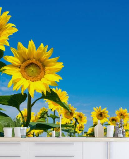Sonnenblumentapete namens Blue Sky Sunflowers für Schlafzimmer, Büros und Küchen Sonnenblumentapete namens Blue Sky Sunflowers für Schlafzimmer, Büros und Küchen