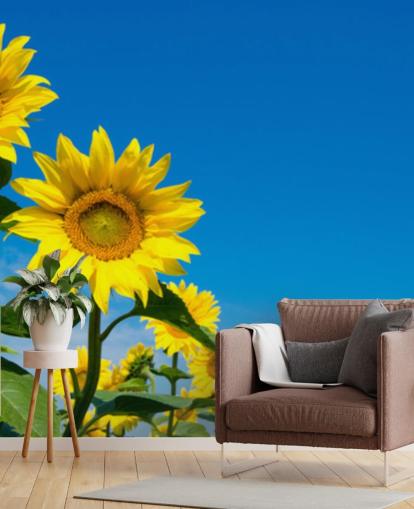 sunflower wallpaper mural called Blue Sky Sunflowers for bedrooms, offices and kitchens