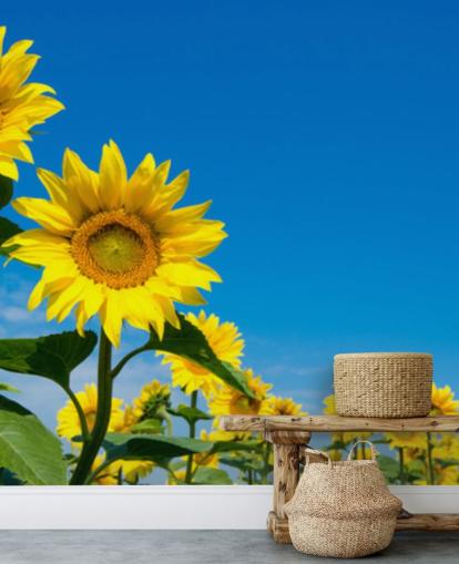 mural de papel pintado de girasoles llamado Blue Sky Sunflowers para dormitorios, oficinas y cocinas