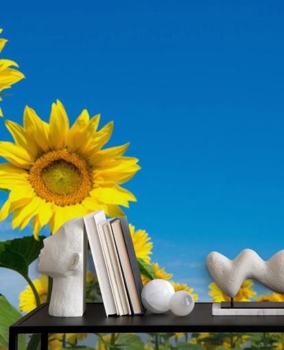 sunflower wallpaper mural called Blue Sky Sunflowers for bedrooms, offices and kitchens