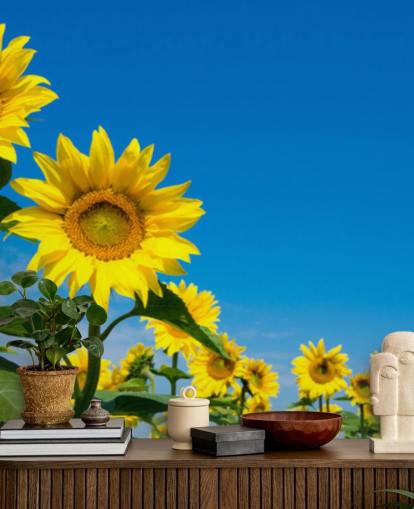 sunflower wallpaper mural called Blue Sky Sunflowers for bedrooms, offices and kitchens