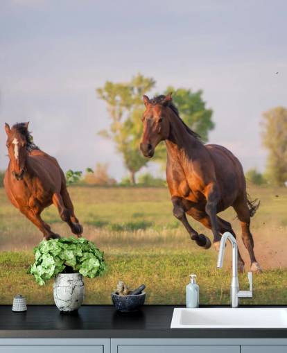 Fond d'écran Chevaux