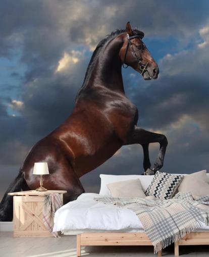 Dark Brown Horse Bucking Wall Mural