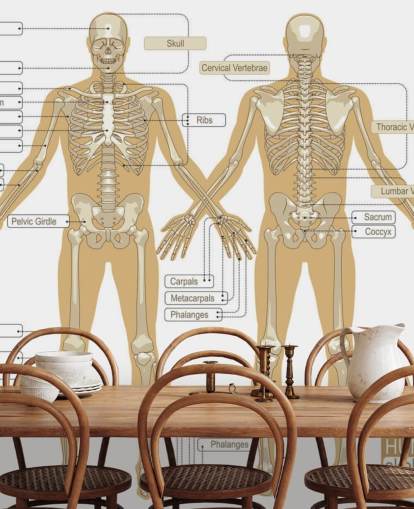Diagrama do mural da parede do esqueleto humano