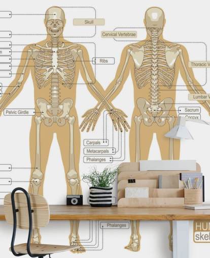 Decorazione murale con diagramma dello scheletro umano
