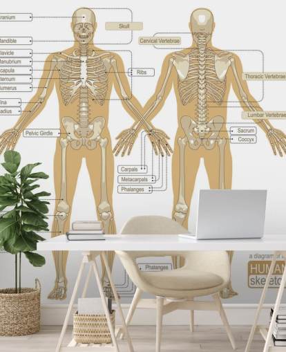 Diagrama do mural da parede do esqueleto humano